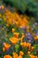 Poppy flowers in Walker Canyon