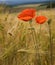 Poppy flowers on wheat field