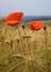 Poppy flowers on wheat field