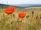 Poppy flowers and wheat field