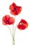 Poppy flowers on white