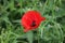 Poppy in the grass along the field in Nieuwerkerk aan den IJssel.