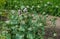 Poppy green boxes with seeds and purple poppy flowers