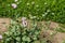 Poppy green boxes with seeds and purple poppy flowers