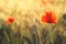 Poppy in a green field