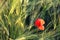 Poppy in a green field