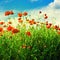 Poppy on green field