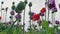 Poppy green seed pods, mauve and red flowering poppies field