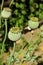 Poppy growing in the garden