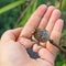 Poppy head with seeds on open woman palm