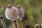 Poppy heads on field, papaver somniferum capsules, macro photography