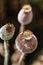 Poppy heads on field, papaver somniferum capsules, macro photography