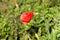 Poppy herbaceous flowering plant with single bright red fully open flower pointing towards sun next to closed flower bud with