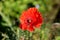 Poppy herbaceous flowering plant with single bright red fully open flower pointing towards sun with other plants in background