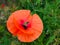 Poppy. a herbaceous plant with showy flowers, milky sap, and rounded seed capsules. drugs such as morphine and codeine