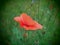 Poppy. a herbaceous plant with showy flowers, milky sap, and rounded seed capsules. drugs such as morphine and codeine