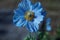 Poppy Himalayan Blue,blue poppy flower,poppy plants,himalayan,blue flower,flower wallpaper,singel flower,beautiful wallpaper,bllo