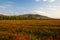 Poppy landscape