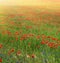 Poppy meadow