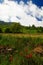 Poppy meadow and clouds