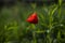 Poppy in the meadow ,dreamy wild poppy on fields