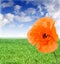 Poppy on a meadow in sunny day