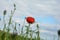 A poppy in the middle with grasses and sky