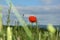 A poppy in the middle with grasses and sky