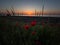 Poppy morning over Burgas