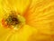 Poppy orange-yellow, macro (1)