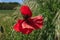 Poppy Papaver flower petals color white red yellow