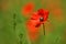 Poppy, Papaver rhoeas common names include corn poppy, corn rose, field poppy, Flanders poppy, red poppy, red weed, coquelicot