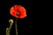 Poppy, Papaver rhoeas common names include corn poppy, corn rose, field poppy, Flanders poppy, red poppy, red weed, coquelicot