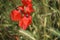 Poppy photo. Green blurred background. Red petals. Stamen and pistil.