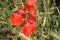 Poppy photo. Green grass in background. Red petals.