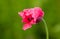 poppy pink flower