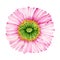 Poppy pink flower watercolor illustration. Tender pink papaver blossom element. Pink poppy front view on white