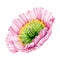 Poppy pink flower watercolor illustration. Tender pink papaver blossom side view element. Pink poppy on white background