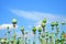 Poppy plant pods and blue sky