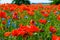 Poppy plants in sunshine with blue flowers in the field