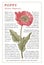 Poppy, Poppies blooming realistic flowers Vintage card Frame Drawing engraving Freehand Floral Vector stock illustration