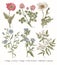 Poppy Poppies Clover Flax Bluebells Jasmine Set vintage Botany Vector Illustration Drawing engraving sketch medical realistic