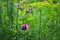 Poppy purple flower Fresh, Wildflower , flowers, green background