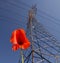 Poppy and Pylon