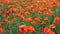 Poppy red art field floar flower nature sun colorfull