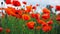 Poppy red art field floar flower nature sun colorfull