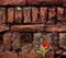 A  poppy red  flower grew near a brick wall