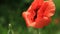 Poppy red flower on the meadow