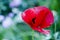 Poppy. red poppy flower. spring is coming. summer nature beauty. bright red poppy flower. Anzac Day. Lest We forget. symbol of