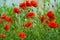 poppy. red poppy. Flowers Red poppies blossom on wild field. Beautiful field red poppies with selective focus